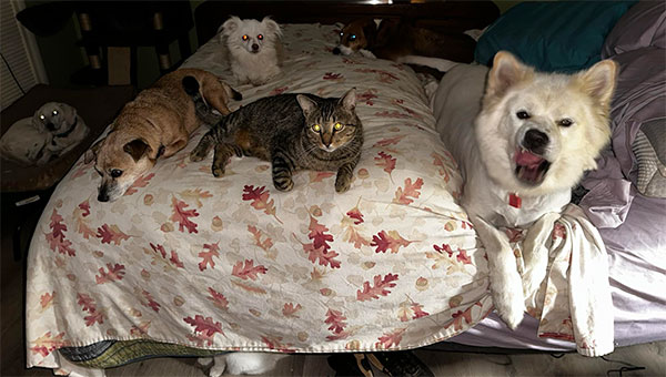 photo of pets